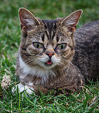 The cat Lil Bub has 3 million followers on Facebook. Here he is posing at the Internet Cat Video festival in 2012. The cat Lil Bub has 3 million followers on Facebook. Here he is posing at the Internet Cat Video festival in 2012.