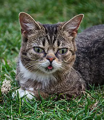Katten Lil Bub har over 3 millioner følgere på Facebook. Her fotografert på Internet Cat Video Festival i 2012.