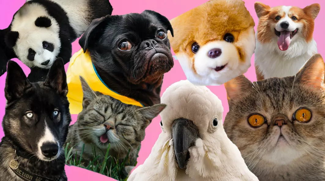 Watching photos and videos of cute animals is an important part of digital culture today.