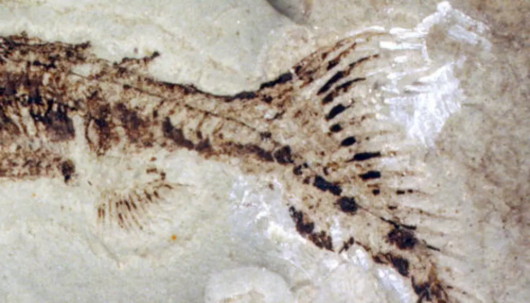 Fossil analfinne viser hvordan dyra ble til