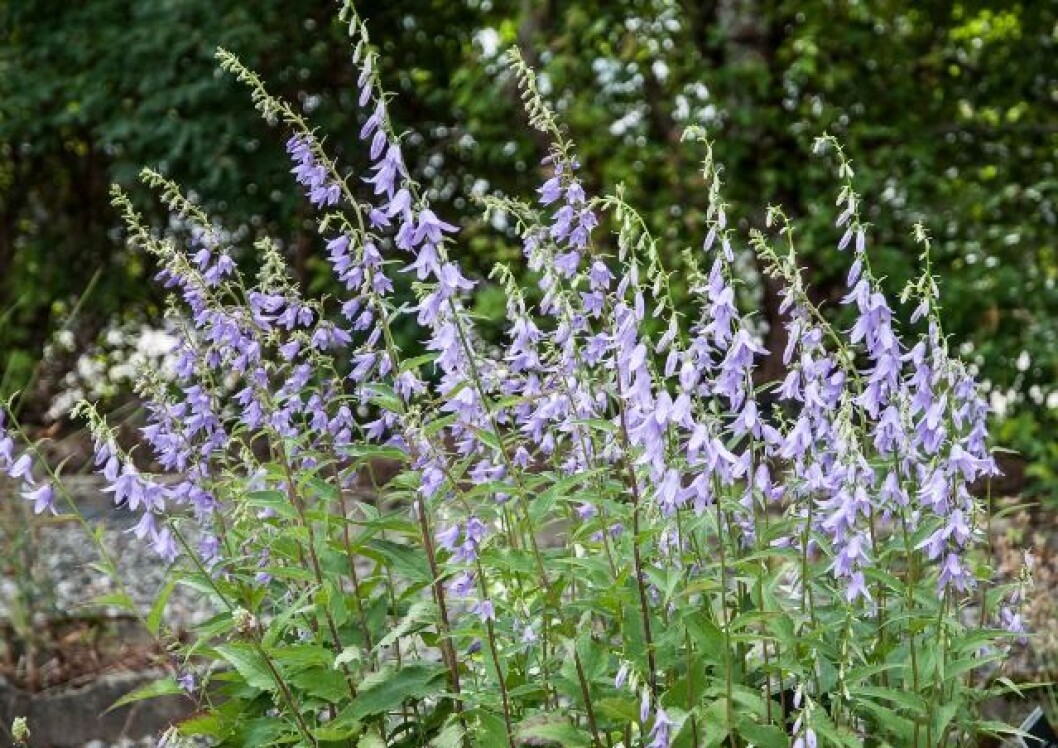 Ugressklokken sprer seg fort. (Foto: E. Fløistad, Bioforsk) Ugressklokken sprer seg fort. (Foto: E. Fløistad, Bioforsk)
