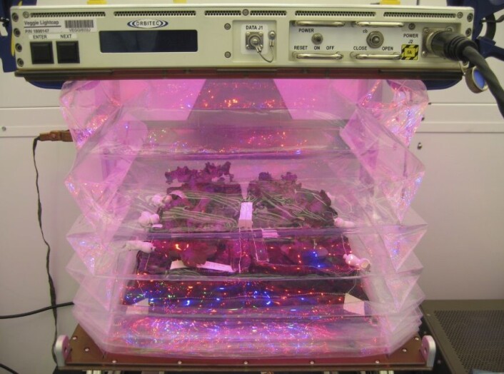 Rød romanosalat av typen Outredgeous vokser inne i belgen som utgjør veksthuset VEGGIE. Dette bildet er tatt på jorda før oppskytningen. (Foto: NASA/Bryan Onate) Rød romanosalat av typen Outredgeous vokser inne i belgen som utgjør veksthuset VEGGIE. Dette bildet er tatt på jorda før oppskytningen. (Foto: NASA/Bryan Onate)
