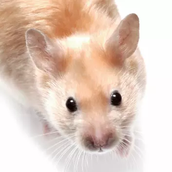 Mus som er født uten magebakterier er modigere enn andre mus. (Foto: Colourbox)