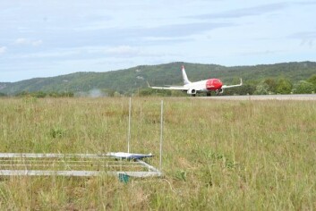 Sikkerhetsområdet rundt Kristiansand Lufthavn er unikt og kartlagt som en av landets største artsrike tørrenger. (Foto: Ellen Svalheim) Sikkerhetsområdet rundt Kristiansand Lufthavn er unikt og kartlagt som en av landets største artsrike tørrenger. (Foto: Ellen Svalheim)