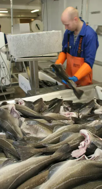 "Med levende torsk er en sikret råstoff av topp kvalitet."