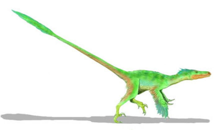 "Velociraptor - her med fjær. " "Velociraptor - her med fjær. "
