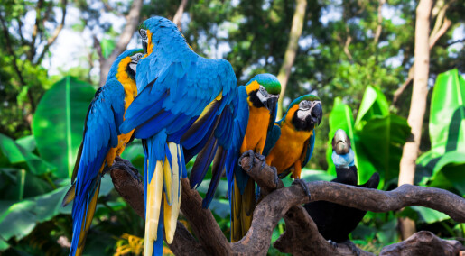 Avskoging og ulovlig handel truer flere papegøyearter