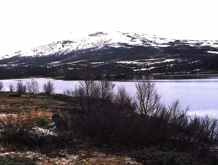 "Dovrefjell er en del av den paleiske overflaten, eller fornvidda som den kalles av forfatterne av Norsk geologisk leksikon." (Foto: Leif Knutsen)
