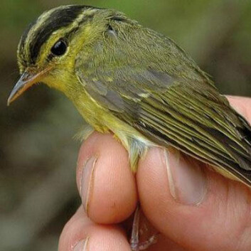 Den nye arten Phylloscopus calciatilis er nært beslektet med den svenske løvsangeren. (Foto: Ulf Johansson/Museum of Natural History/cc) Den nye arten Phylloscopus calciatilis er nært beslektet med den svenske løvsangeren. (Foto: Ulf Johansson/Museum of Natural History/cc)
