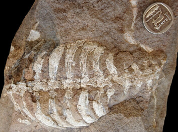 Fossilet av det sørafrikanske reptilet Eunotosaurus africanus, som fyller et tomrom i den tidlige utviklingshistorien til skilpadden - og dyrets skall.  Den sørafrikanske mynten 1 rand er målestokk. (Foto: Tyler Lyson)