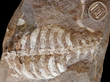 Fossilet av det sørafrikanske reptilet Eunotosaurus africanus, som fyller et tomrom i den tidlige utviklingshistorien til skilpadden - og dyrets skall. Den sørafrikanske mynten 1 rand er målestokk. (Foto: Tyler Lyson) Fossilet av det sørafrikanske reptilet Eunotosaurus africanus, som fyller et tomrom i den tidlige utviklingshistorien til skilpadden - og dyrets skall. Den sørafrikanske mynten 1 rand er målestokk. (Foto: Tyler Lyson)