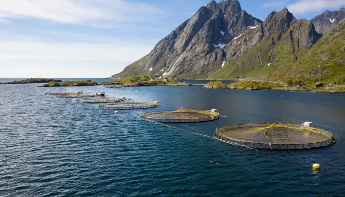 Kan norsk sjømat redde verden?