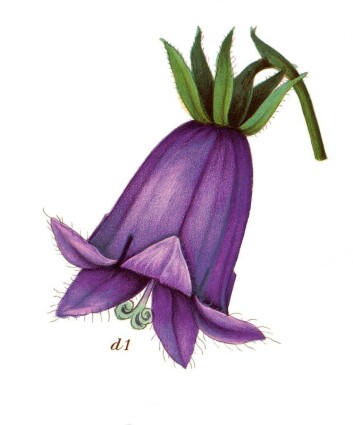 (Foto: (Ill.: K. Quelprud og S. Mørk, Korsmos ugrasplansjer/Bioforsk)) (Foto: (Ill.: K. Quelprud og S. Mørk, Korsmos ugrasplansjer/Bioforsk))