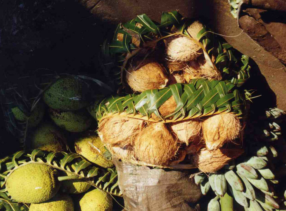 Brødfrukt, kokosnøtter og bananer til telling. (Foto: Andrea Bender)