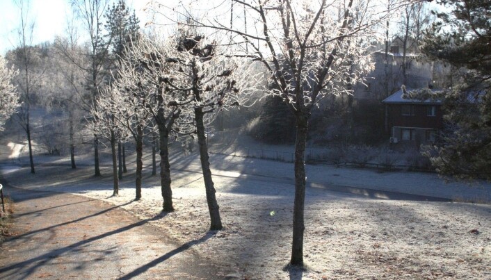 Høstens første frostdager vil opptre senere på høsten enn vi er vant til, og gi en kortere frostperiode. Høstens første frostdager vil opptre senere på høsten enn vi er vant til, og gi en kortere frostperiode.