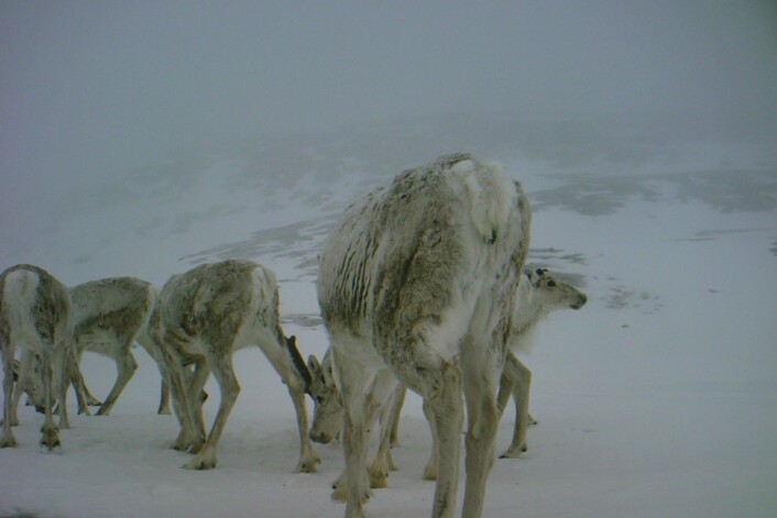 Selv om det er vår, ligger snøen enda tungt så høyt, og kalven kan gjerne suge sine første dråper melk i tett snøstorm. (Foto: NIVA) Selv om det er vår, ligger snøen enda tungt så høyt, og kalven kan gjerne suge sine første dråper melk i tett snøstorm. (Foto: NIVA)