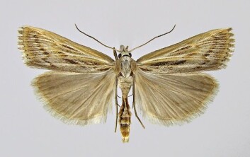 Stripenebbmott (Pediasia fascelinella) er en av de registrerte rødlisteartene på Kjevik. (Foto: Kai Berggren) Stripenebbmott (Pediasia fascelinella) er en av de registrerte rødlisteartene på Kjevik. (Foto: Kai Berggren)