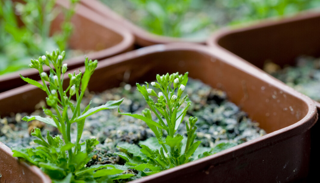 Vårskrinneblom ser ikke noe særlig spesiell ut. Men den er spesiell for forskere. Det er fordi vi har sekvensert hele genomet dens. Det betyr at forskere har lagd et kart over alle genene til denne planten. Dette gjør at vårskrinneblom ofte brukes itl forskning. Vårskrinneblom ser ikke noe særlig spesiell ut. Men den er spesiell for forskere. Det er fordi vi har sekvensert hele genomet dens. Det betyr at forskere har lagd et kart over alle genene til denne planten. Dette gjør at vårskrinneblom ofte brukes itl forskning.