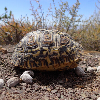 Ung leopardskilpadde (Stigmochelys pardalis). (Foto: Tyler Lyson) Ung leopardskilpadde (Stigmochelys pardalis). (Foto: Tyler Lyson)