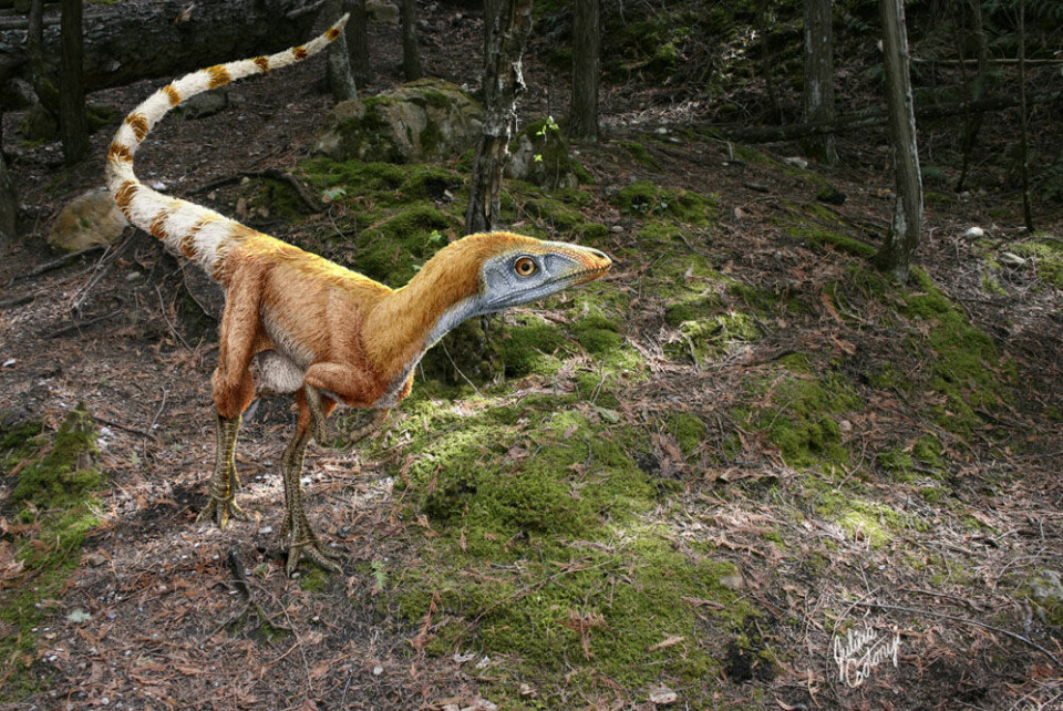 Dinosauren Sinosauropteryx prima var omtrent en meter lang og levde i Kina i krittida. Fossilene etter dyret viser fjærlignende strukturer og nyere studier har antydet at fjærene hadde ulike nyanser av hvitt og rødbrunt. (Foto: Science Photo Library)