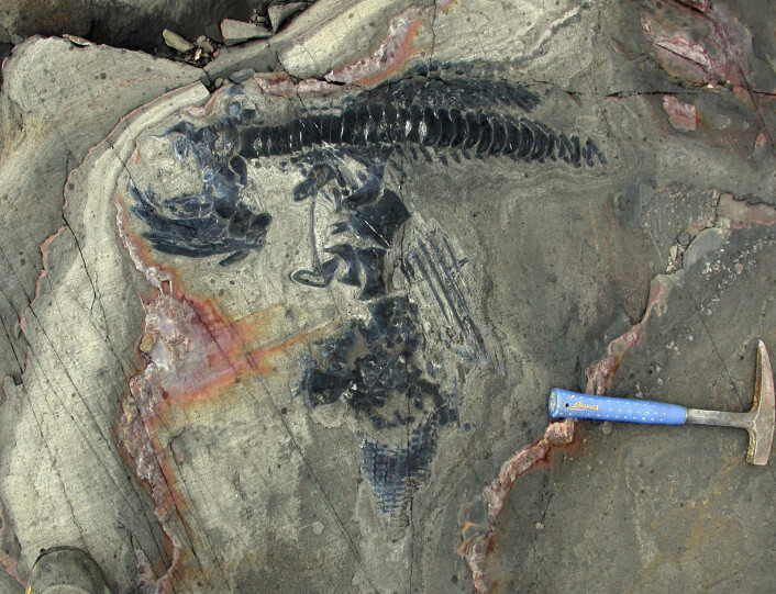 ichthyosaurus-fossiler i sandsteinen i Chile. (Foto: W. Stinnesbeck) ichthyosaurus-fossiler i sandsteinen i Chile. (Foto: W. Stinnesbeck)
