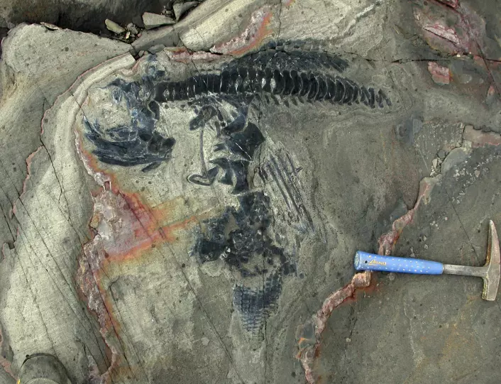 ichthyosaurus-fossiler i sandsteinen i Chile. (Foto: W. Stinnesbeck)