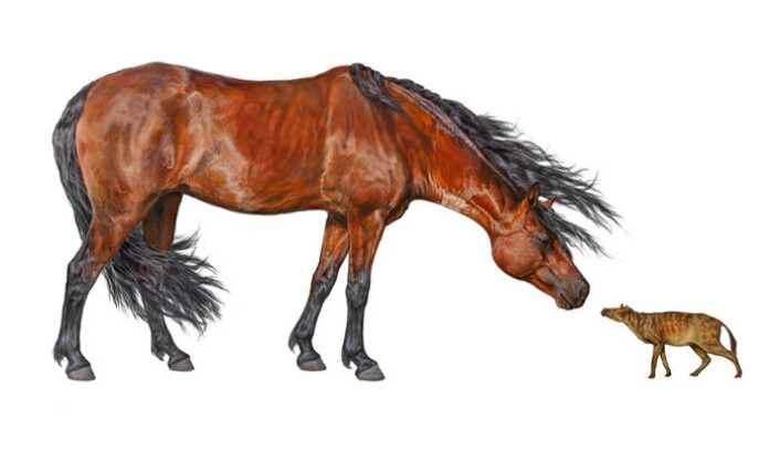 Urhesten Sifrhippus sandrae (til høyre) snuser på en moderne hest, i en kunstners framstilling. Sifrhippus var på størrelse med en liten huskatt ved begynnelsen av tidsepoken eocen. (Foto: (Illustrasjon: Danielle Byerley, Florida Museum of Natural History)) Urhesten Sifrhippus sandrae (til høyre) snuser på en moderne hest, i en kunstners framstilling. Sifrhippus var på størrelse med en liten huskatt ved begynnelsen av tidsepoken eocen. (Foto: (Illustrasjon: Danielle Byerley, Florida Museum of Natural History))
