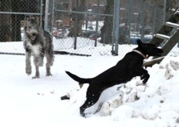 Labrador Kiki og irsk ulvehund Nova koser seg i snøen. (Foto: Marit Stormoen) Labrador Kiki og irsk ulvehund Nova koser seg i snøen. (Foto: Marit Stormoen)