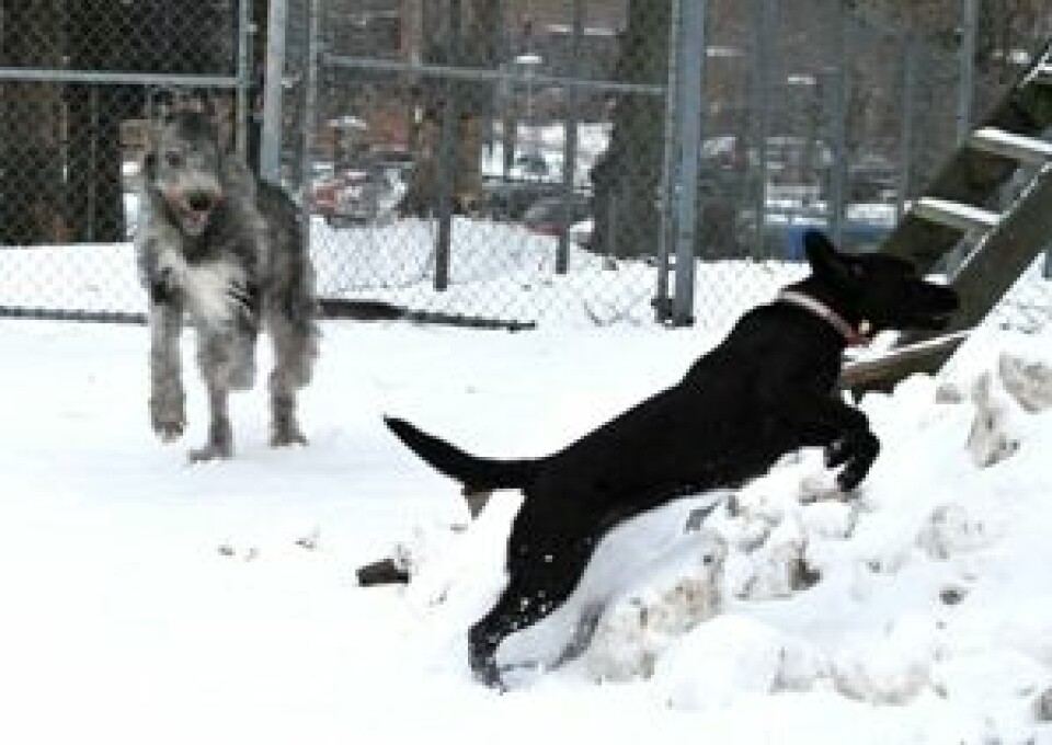Labrador Kiki og irsk ulvehund Nova koser seg i snøen. (Foto: Marit Stormoen)