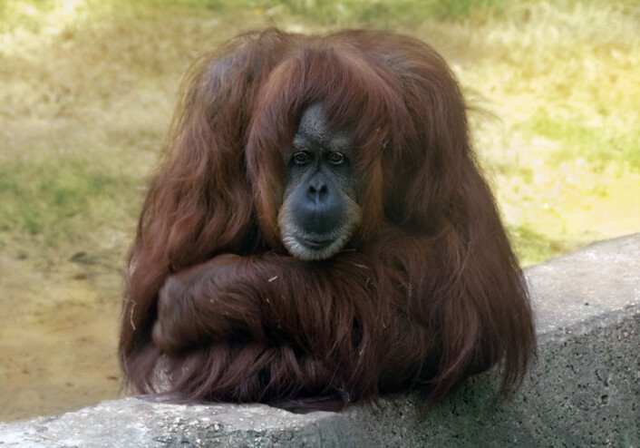 (Illustrasjonsfoto: colourbox.no) (Illustrasjonsfoto: colourbox.no)
