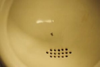 «Nudge-fluen» man kan finne på enkelte herretoalett skal virke som målskive. (Foto: http://www.kommunikationsforum.dk/) «Nudge-fluen» man kan finne på enkelte herretoalett skal virke som målskive. (Foto: http://www.kommunikationsforum.dk/)