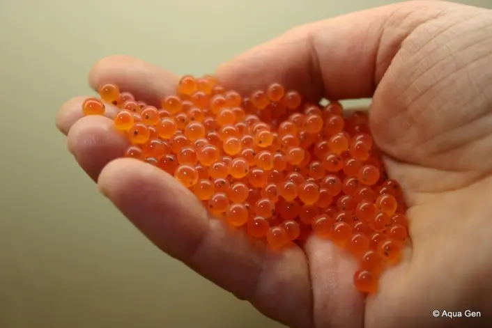 Laksen som nå skal testes i merdene, er gjort steril ved at rogn ble trykkbehandlet. (Foto: AquaGen) Laksen som nå skal testes i merdene, er gjort steril ved at rogn ble trykkbehandlet. (Foto: AquaGen)