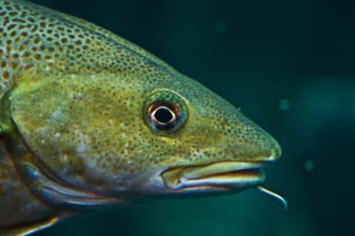 Til tross for torskens tilsynelatende mangelfulle immunforsvar, klarer den seg likevel godt mot en rekke sykdommer. (Foto: Colourbox) Til tross for torskens tilsynelatende mangelfulle immunforsvar, klarer den seg likevel godt mot en rekke sykdommer. (Foto: Colourbox)