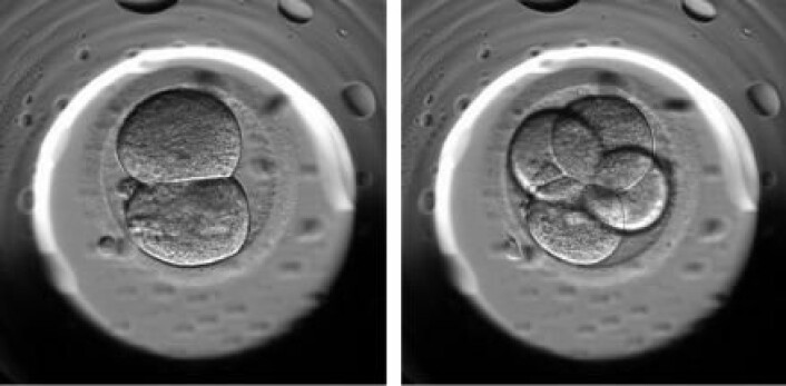 En ny teknologi tar løpende bilder av befruktede egg i dagene opp til at de skal settes inn i kvinnens livmor. På den måten kan legene se om noen egg utvikler seg unormalt og skal sorteres ut. Et egg skal helst dele seg fra en til to celler og deretter dele seg videre til fire celler – som vist på bildet. Hvis et egg derimot deler seg direkte til fire celler, vet legene at det er svært lav sannsynlighet for at det vil føre til en graviditet. (Foto: Kirstine Kirkegaard)