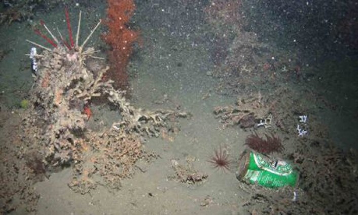 En ølboks ble funnet av en robot på 950 meter dyp. (Foto: Hermione Project/Plymouth University) En ølboks ble funnet av en robot på 950 meter dyp. (Foto: Hermione Project/Plymouth University)