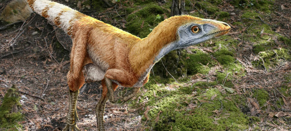 Dinosauren Sinosauropteryx prima var omtrent en meter lang og levde i Kina i krittida. Fossilene etter dyret viser fjærlignende strukturer og nyere studier har antydet at fjærene hadde ulike nyanser av hvitt og rødbrunt. Science Photo Library