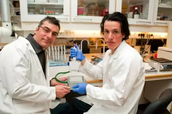 Forsker Alexandre Corthay og stipendiat Ole Audun Werner Haabeth i Bjarne Bogens forskningsgruppe har oppdaget at betennelsesfremmende signalmolekyler er en del av immunforsvaret mot kreft. (Foto: Yngve Vogt)