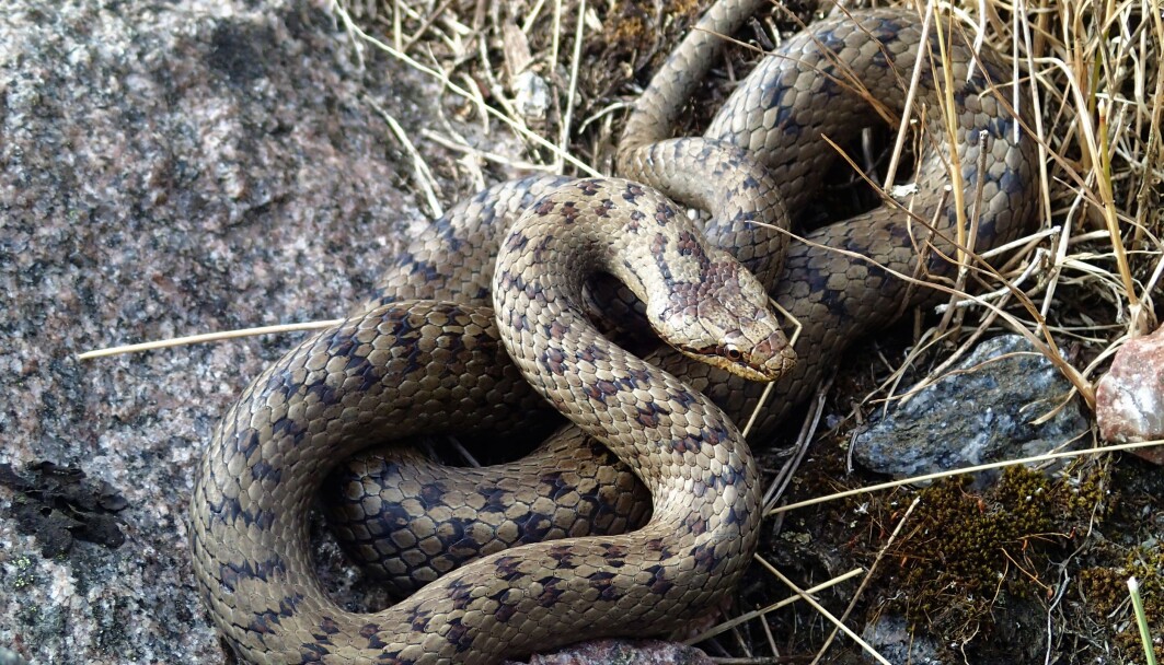 Slettsnok (Coronella austriaca), voksen hunn i Kristiansand. Slettsnok kjennetegnes ved mørk flekk på issen og parvise mørke pletter nedover ryggen. Slettsnok (Coronella austriaca), voksen hunn i Kristiansand. Slettsnok kjennetegnes ved mørk flekk på issen og parvise mørke pletter nedover ryggen.