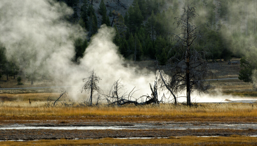 Dersom supervulkanen under Yellowstone nasjonalpark får et stort utbrudd kan det få konsekvenser rundt hele jorda. Klimaet kan bli endret i flere år eller flere tiår. Men amerikanske forskere mener det kan gå mange tusen år før et slikt stort utbrudd kommer. Og Yellowstone vil da danne en mer tradisjonell vulkan. Selv om Yellowstone er en supervulkan, vil den trolig ikke lage en stor vulkanprovins lik dem som kan ha stått bak de store masseutryddelsene. Dersom supervulkanen under Yellowstone nasjonalpark får et stort utbrudd kan det få konsekvenser rundt hele jorda. Klimaet kan bli endret i flere år eller flere tiår. Men amerikanske forskere mener det kan gå mange tusen år før et slikt stort utbrudd kommer. Og Yellowstone vil da danne en mer tradisjonell vulkan. Selv om Yellowstone er en supervulkan, vil den trolig ikke lage en stor vulkanprovins lik dem som kan ha stått bak de store masseutryddelsene.