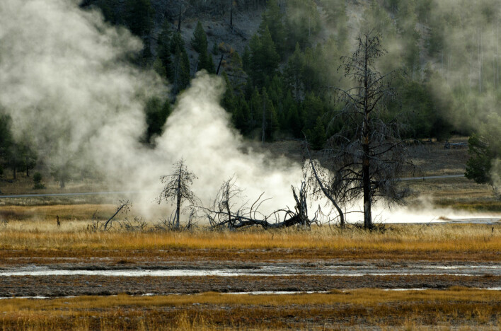Dersom supervulkanen under Yellowstone nasjonalpark får et stort utbrudd kan det få konsekvenser rundt hele jorda. Klimaet kan bli endret i flere år eller flere tiår. Men amerikanske forskere mener det kan gå mange tusen år før et slikt stort utbrudd kommer. Og Yellowstone vil da danne en mer tradisjonell vulkan. Selv om Yellowstone er en supervulkan, vil den trolig ikke lage en stor vulkanprovins lik dem som kan ha stått bak de store masseutryddelsene.
