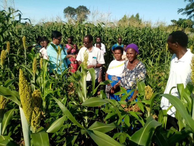 Ms. Getrude Sibanda (the lady with the purple hat) shows the vigorous growth of sorghum-pigeon pea in an intercropped field during a farmer’s field day that was conducted in February 2020. Ms. Getrude Sibanda (the lady with the purple hat) shows the vigorous growth of sorghum-pigeon pea in an intercropped field during a farmer’s field day that was conducted in February 2020.