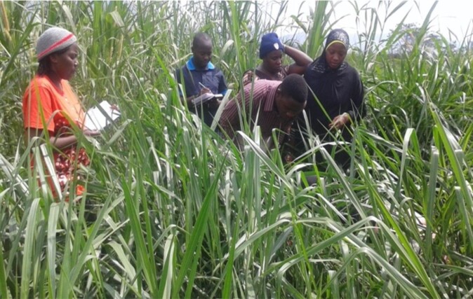 Brachiaria-grass grown on a project site in Tanzania. Brachiaria-grass grown on a project site in Tanzania.
