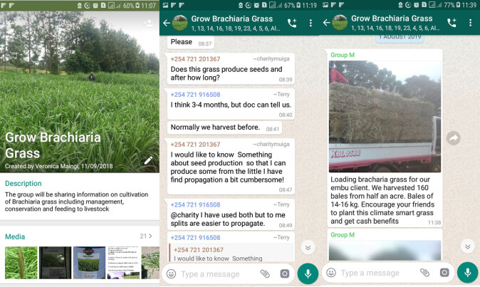The Village Knowledge Centre in Kenya provides right and timely information on agriculture. Farmer networks are created to ensure connectivity and capacity building through WhatsApp and SMS. Here are some screenshots from a WhatsApp group about how to grow Brachiaria grass. The photo of Brachiaria grass to the left was taken by Mwangi Gatheru and the truck photo to the right was taken by a farmer. The Village Knowledge Centre in Kenya provides right and timely information on agriculture. Farmer networks are created to ensure connectivity and capacity building through WhatsApp and SMS. Here are some screenshots from a WhatsApp group about how to grow Brachiaria grass. The photo of Brachiaria grass to the left was taken by Mwangi Gatheru and the truck photo to the right was taken by a farmer.