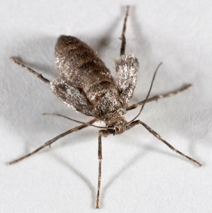En hunn av arten liten høstmåler. Hunnen kan ikke fly, men kryper opp og ned trestammer. (Foto: Arne C. Nilssen, TMU) En hunn av arten liten høstmåler. Hunnen kan ikke fly, men kryper opp og ned trestammer. (Foto: Arne C. Nilssen, TMU)