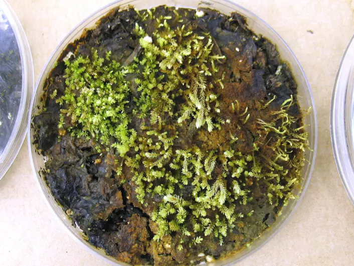 Her vokser mosen Aulacomnium turgidum. Den har spirt opp fra mose som har ligget under isen i 400 år. (Foto: Catherine La Farge)