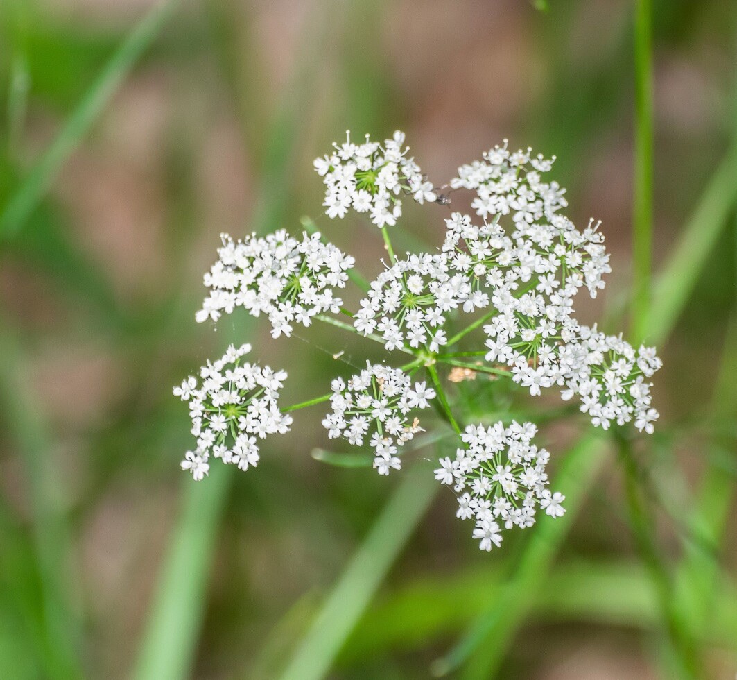 Slåttenger og beitemark i det gamle kulturlandskapet var rike på lågvaksne blomstrar. Eit eksempel er jordnøtt, ein karakterart i nedbørrike, milde delar av Vestlandet. (Foto: Krzysztof Golik, CC BY-SA 4.0 via Wikimedia Commons). Slåttenger og beitemark i det gamle kulturlandskapet var rike på lågvaksne blomstrar. Eit eksempel er jordnøtt, ein karakterart i nedbørrike, milde delar av Vestlandet. (Foto: Krzysztof Golik, CC BY-SA 4.0 via Wikimedia Commons).