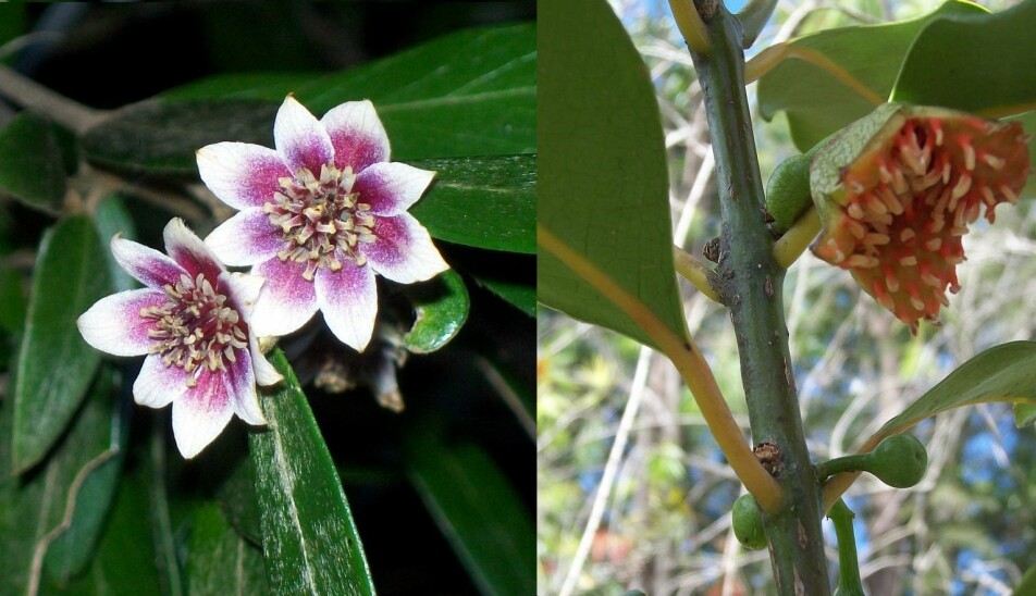 To blomsterplanter i familien Atherospermataceae og Monimiaceae.