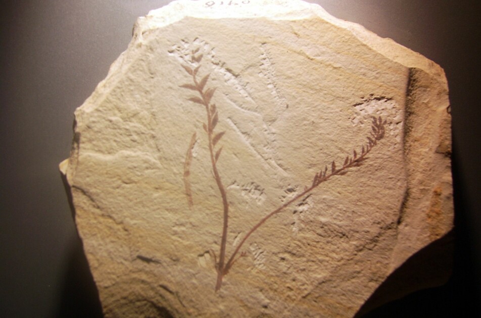 Archaefructus liaoningensis er en annen eldgammel blomsterplante. Den levde i Kina for 125 millioner år siden.