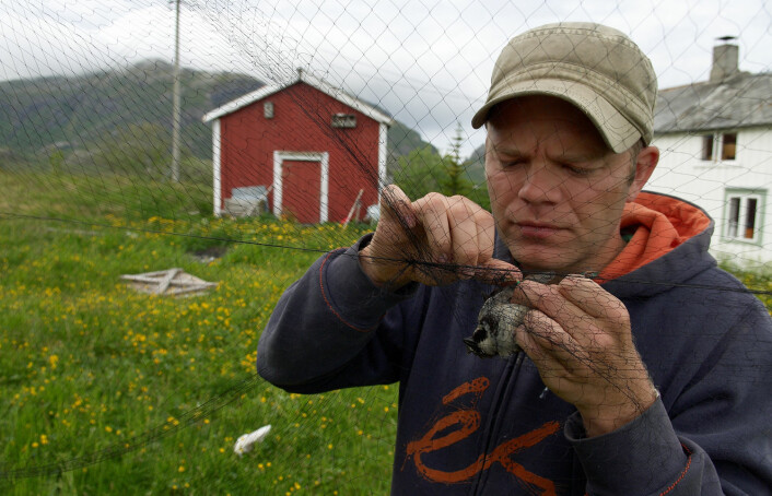 Gråspurvene fanges i spesielle nett som ikke skader fuglene. Så merkes og måles de før de slippes fri. (Foto: Henrik Jensen)