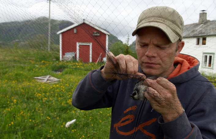 Gråspurvene fanges i spesielle nett som ikke skader fuglene. Så merkes og måles de før de slippes fri. (Foto: Henrik Jensen) Gråspurvene fanges i spesielle nett som ikke skader fuglene. Så merkes og måles de før de slippes fri. (Foto: Henrik Jensen)